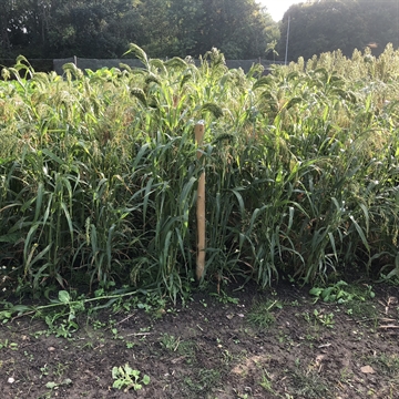 Bush Mans Blend Millet fra Bright Seeds 0,5 ha./pose.  Udsolgt 2022